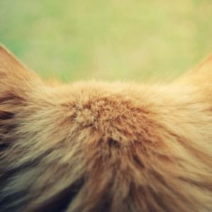 Meet your Posher, Sydney